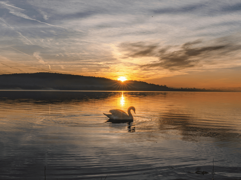 swan in the water