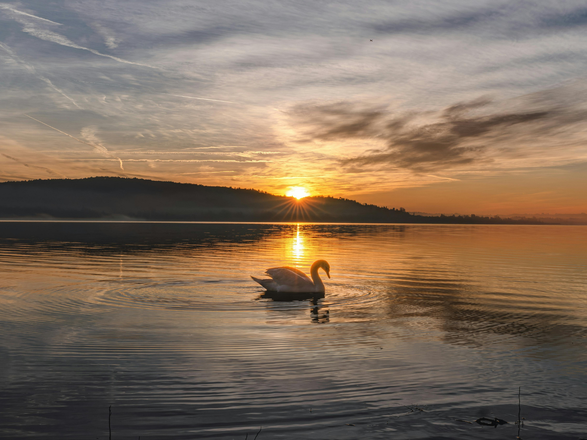 swan in the water