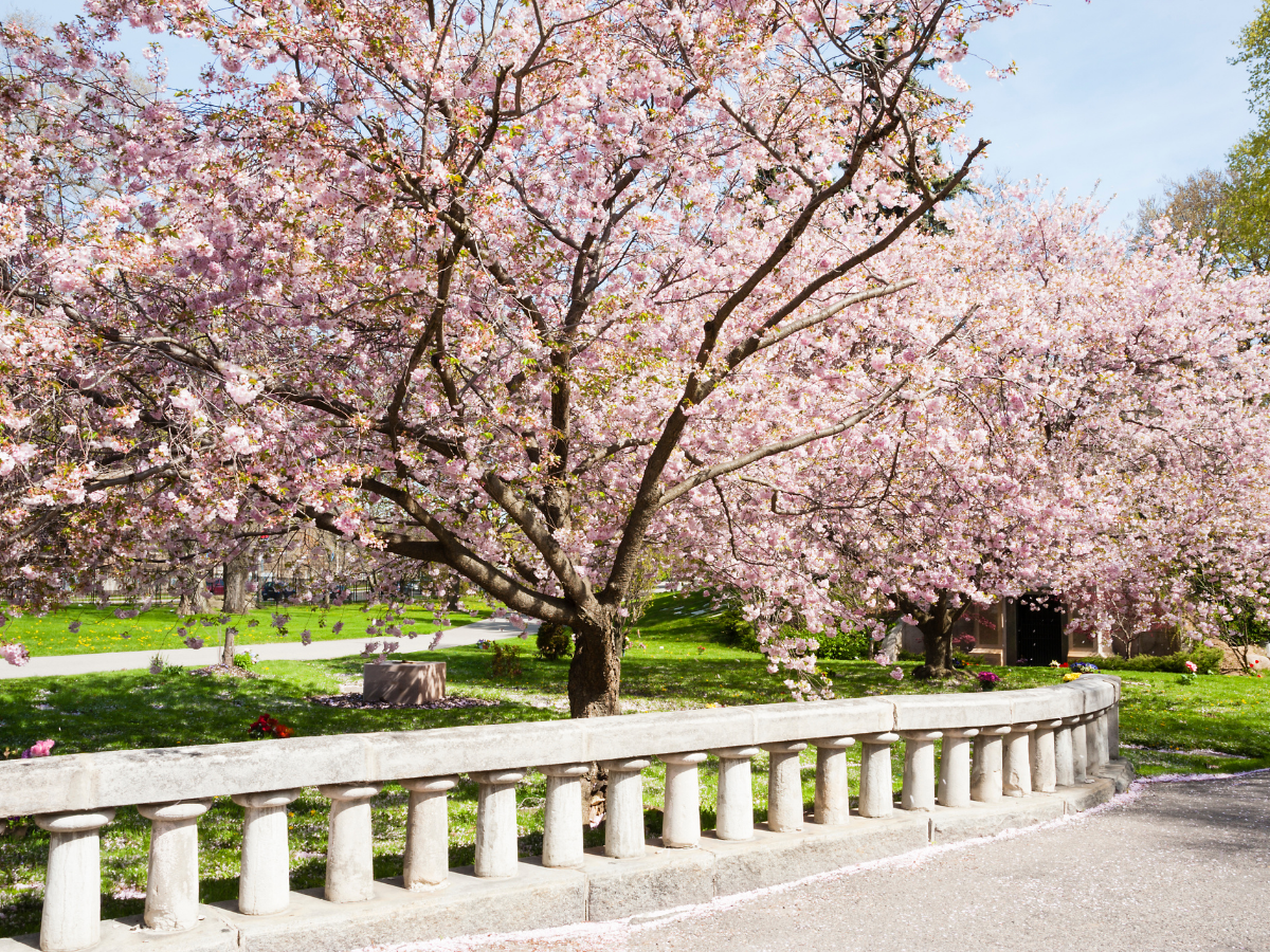 blooming cherry trees