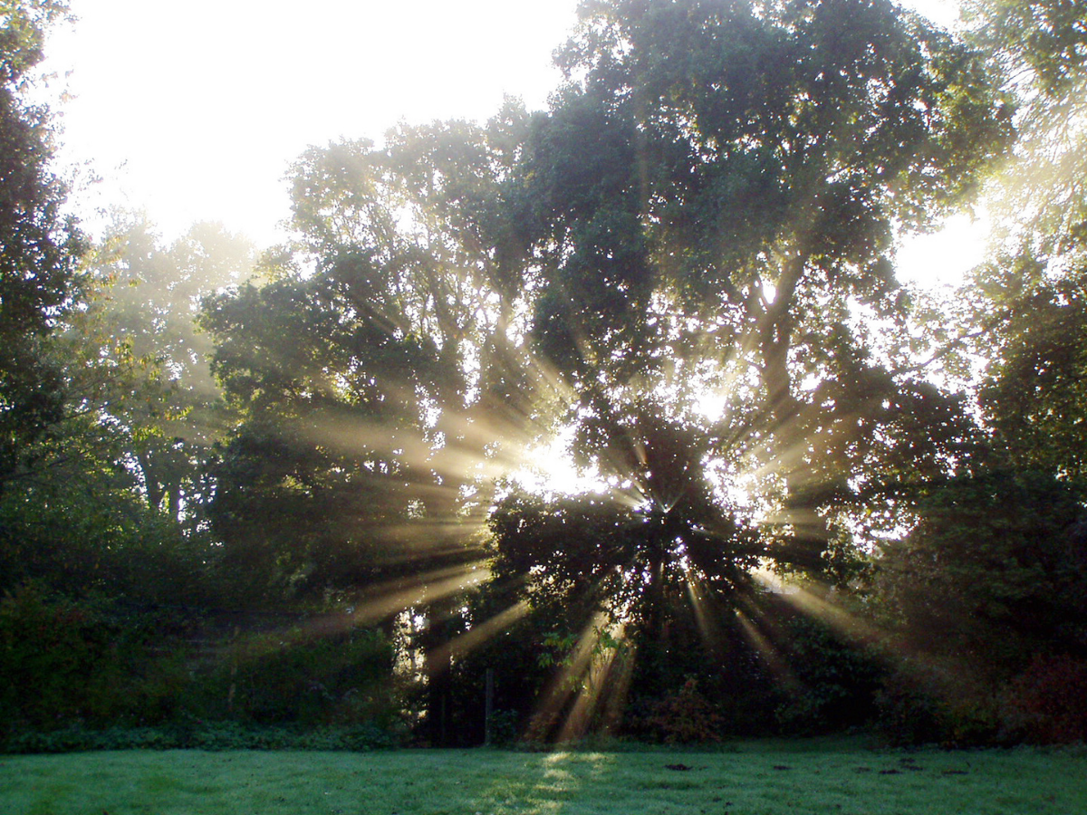 sun shining through the trees