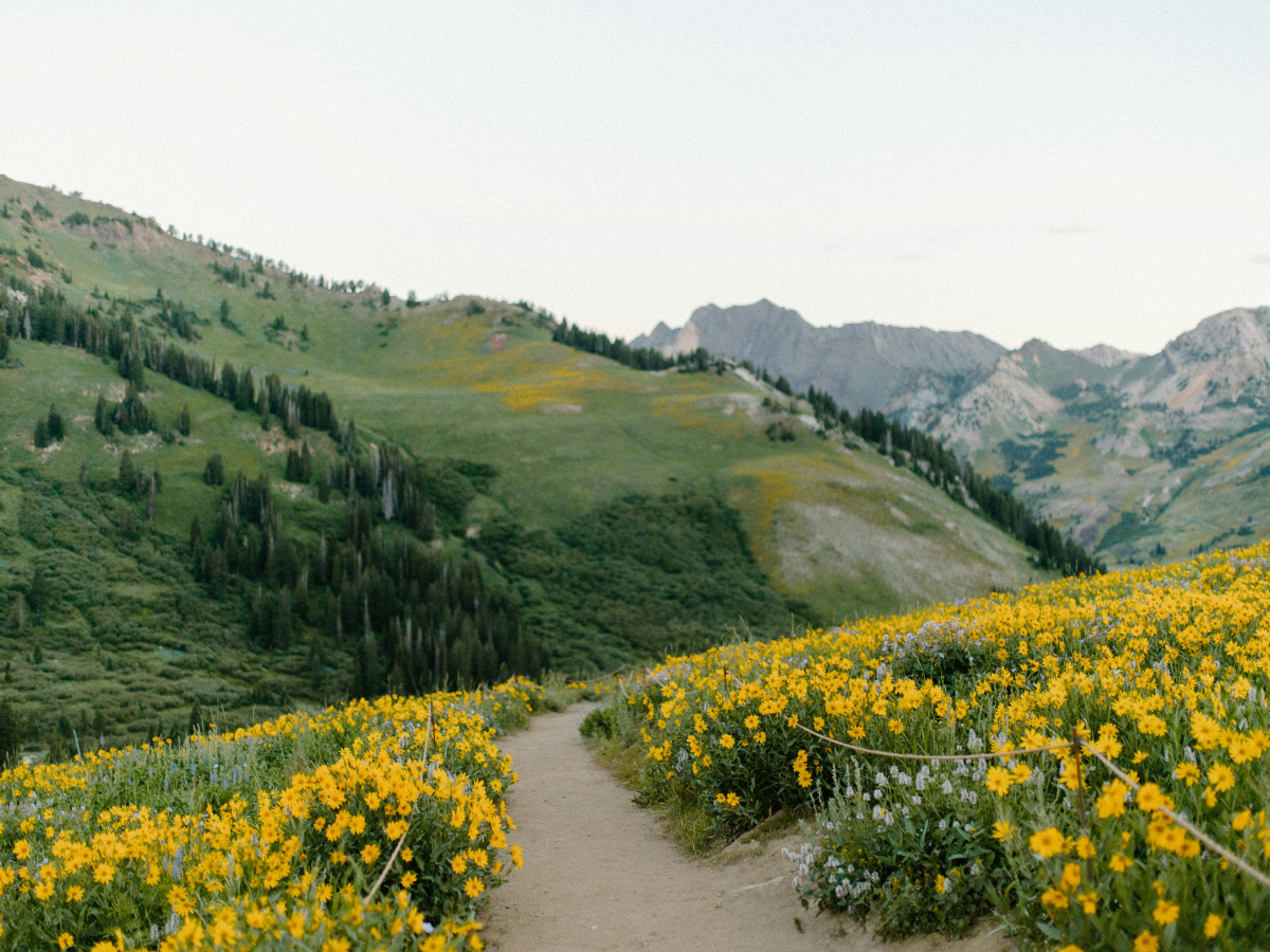 field of wildflowers with mountains in the back