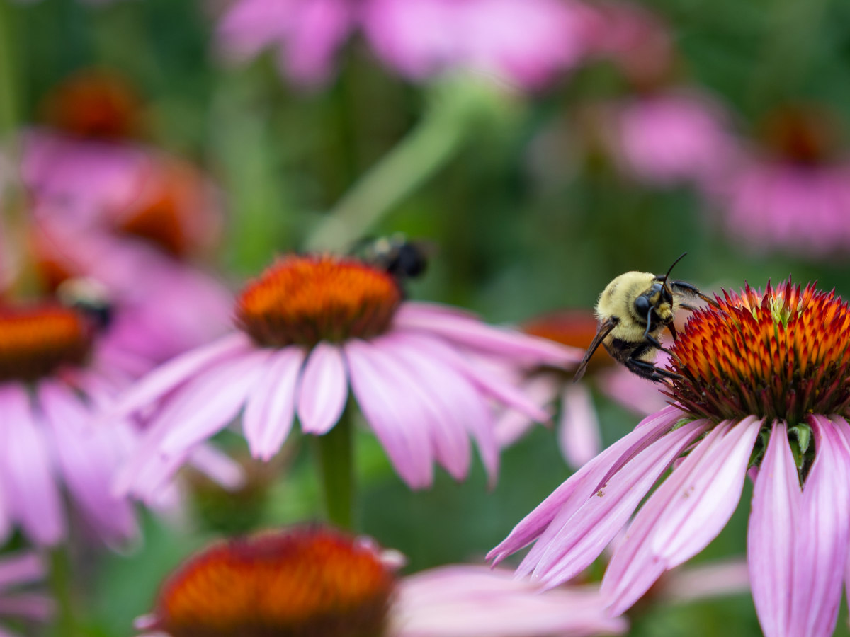 bee pollinating on flower