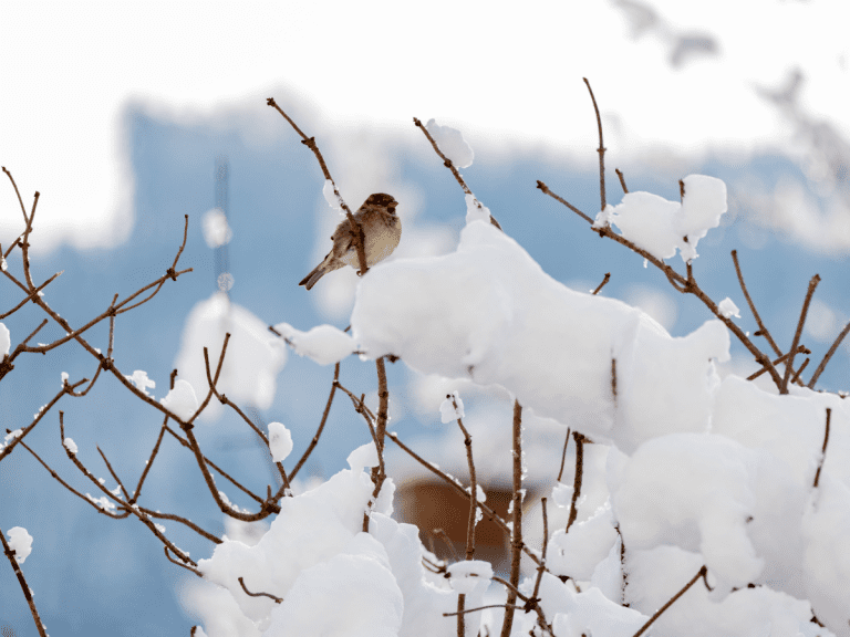 bird on a snowy branch youth reading list