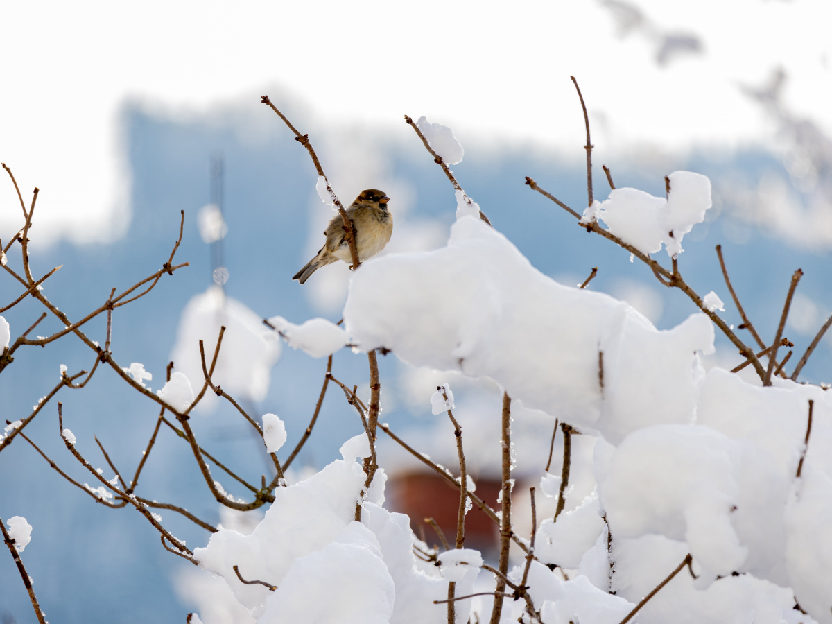 bird on a snowy branch youth reading list