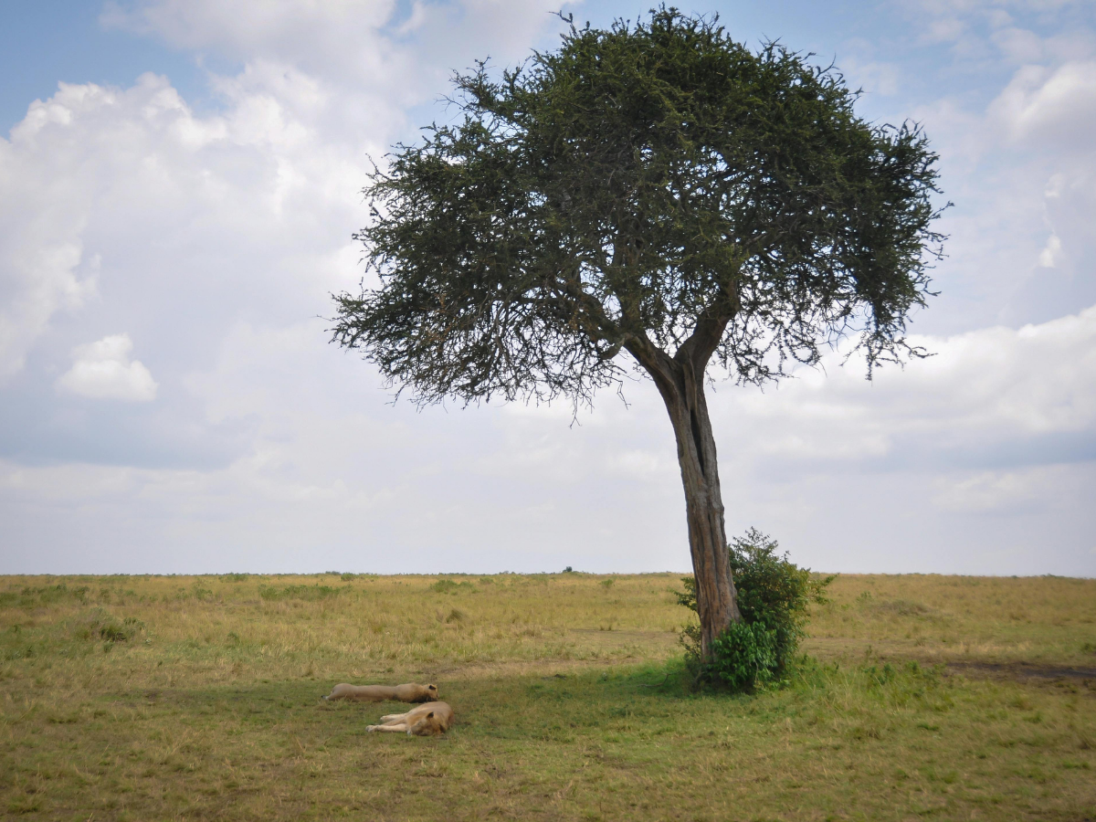 lions resting under a tree