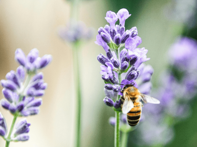 bee pollinating flower